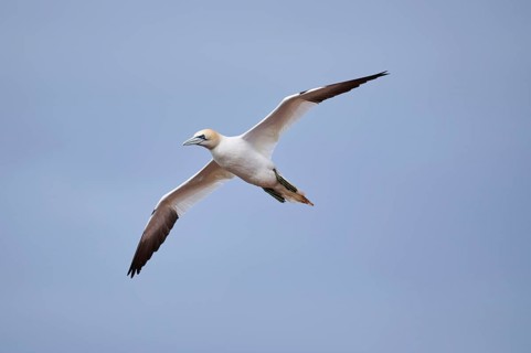 Northern gannet (Morus bassanus) flying over the sea, wildlife, Helgoland, Germany, Europe