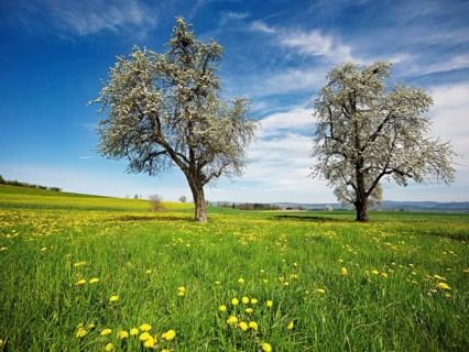 Field of flowering dandelions and pear trees (Pyrus communis), Beinwil, Freiamt, Canton Aargau,