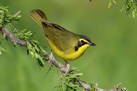 Kentucky Warbler (Geothlypis formosa), Texas, USA, North America
