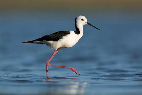 White-headed Stilt (Himantopus leucocephalus), Victoria, Australia, Oceania