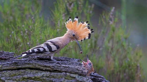 Eurasian Hoopoe (Upupa epops) feeding chick in breeding cavity, Saxony-Anhalt, Germany, Europe