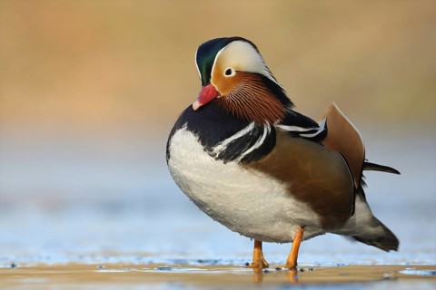 Mandarin Duck (Aix galericulata) male, North Rhine-Westphalia, Germany, Europe