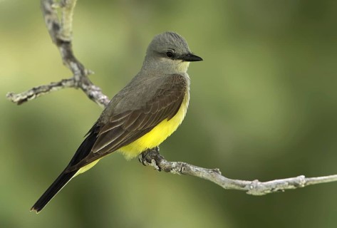 Western Kingbird (Tyrannus verticalis), Washington, USA, North America