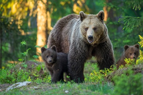 Eurasian Brown Bear (Ursus arctos) mother with cubs in forest, Finland, Europe