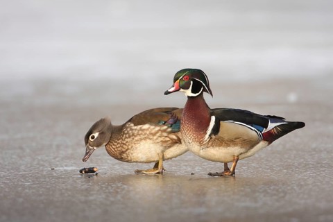 Wood Duck (Aix sponsa), Ohio, USA, North America