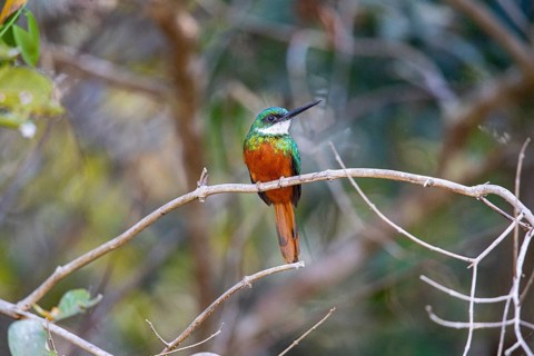 Rufous-tailed jacamar (Galbula ruficauda) Pantanal Brazil