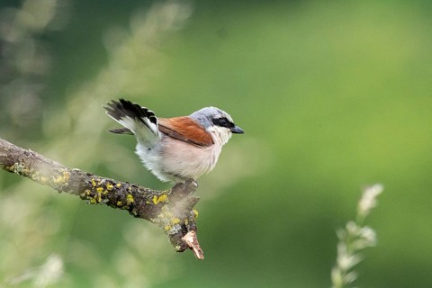 Red-backed shrike (Lanius collurio) ml Germany