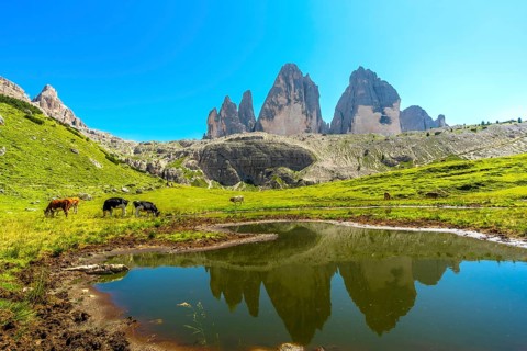 Cows grazing peacefully in a meadow with the majestic tre cime di lavaredo peaks reflecting in a
