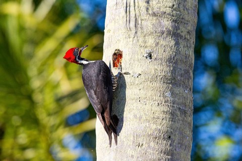 Lineated woodpecker (Dryocopus lineatus) Pantanal Brazil