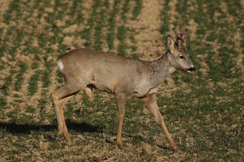 Roe deer (Capreolus capreolus) six-antlered buck with velvet horns in a field in spring, Lower