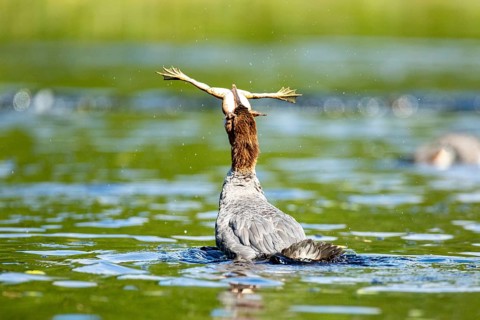 Common merganser. Mergus merganser. A female swallows a bull frog. Lake Wapizagonke. La Mauricie