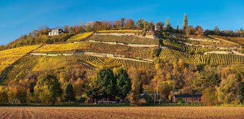 Vineyards divided into terraces with dry stone walls in the evening light under a blue sky, autumn