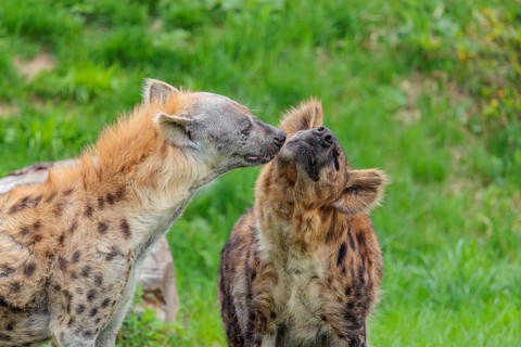 Two adult spotted hyenas (Crocuta crocuta), one male and one female, display courtship behavior