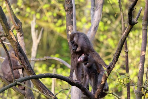 An adult female mandrill (Mandrillus leucophaeus) stands with her baby high up in a tree. A green