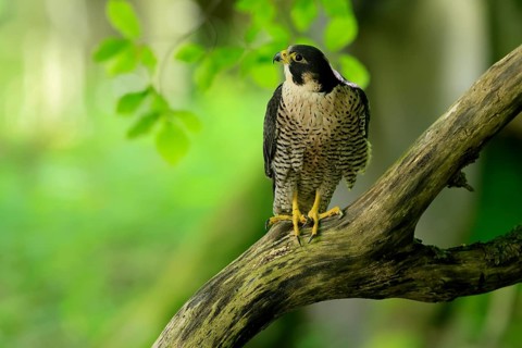 Peregrine falcon (Falco peregrinus), adult, on tree, alert, in summer, Šumava, Czech Republic,