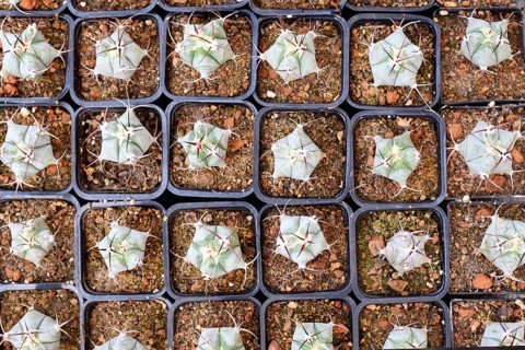 Top view of small 'Ferocactus Latispinus' cactus in flower pot with stones
