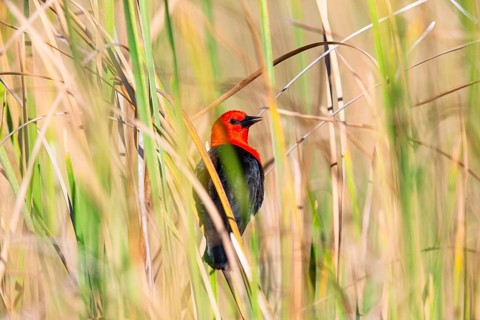 Red-headed blackbird (Amblyramphus holosericeus) Pantanal Brazil