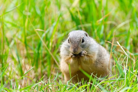 European ground squirrel (Spermophilus citellus) on a meadwo, Bavaria, Germany, Europe