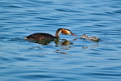 Great Crested Grebe (Podiceps Scalloped ribbonfish), pair feeding a chick with fish, swimming in