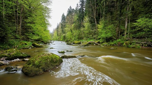 European beech trees shedding leaves, in the foreground moss-covered stones on the river Sihl,
