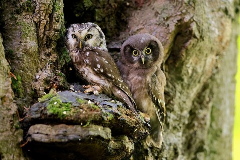 Great Horned Owl (Aegolius funereus), Great Horned Owl, adult, juvenile, on tree, on guard,