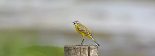 Yellow wagtail (Motacilla flava), on a pasture fence post, Dümmer, Lake Dümmer, Ochsenmoor, Hüde,