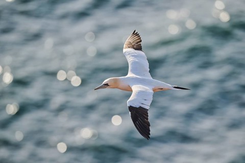Northern gannet (Morus bassanus) flying over the sea, wildlife, Helgoland, Germany, Europe