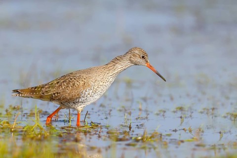 Redshank (Tringa totanus) looking for food in a wet meadow, wildlife, animals, birds, snipe family,