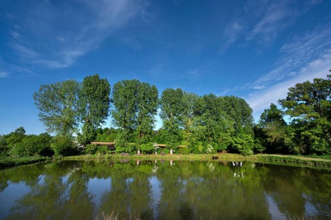 Poplar (Populus) at a carp pond, Beerbach, Middle Franconia, Bavaria, Germany, Europe