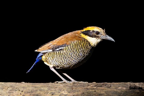 Javan Banded Pitta (Hydrornis guajanus) female, Bali, Indonesia, Asia