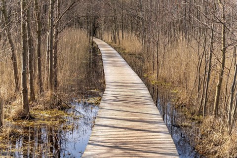 Hiking trail in Darßer Ort, Vorpommersche Boddenlandschaft National Park, Mecklenburg-Vorpommern,
