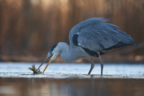 Grey Heron (Ardea cinerea) with fish prey in beak, Pusztaszer, Hungary, Europe
