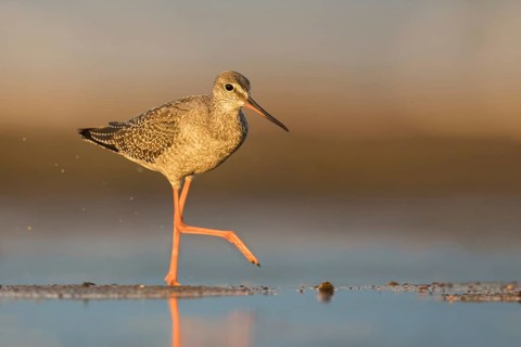 Spotted Redshank (Tringa erythropus) foraging, Poland, Europe