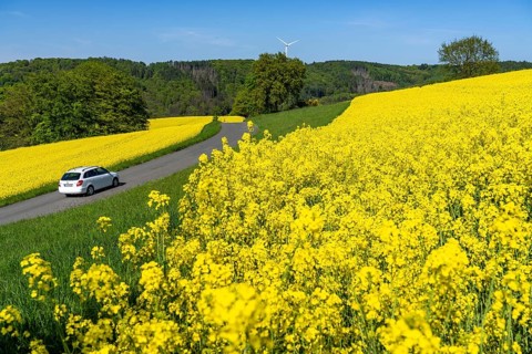 Car on a small country road through rape fields in full bloom, spring in the Elfringhauser Schweiz,