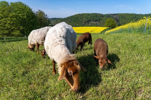 Sheep, lambs, on a field next to rape fields in full bloom, spring in the Elfringhauser Schweiz,