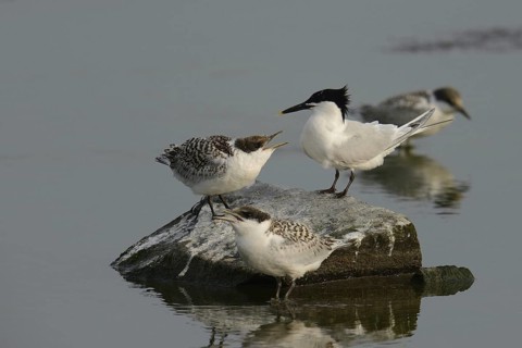 Sandwich Tern (Thalasseus sandvicensis) chick, Texel, Netherlands