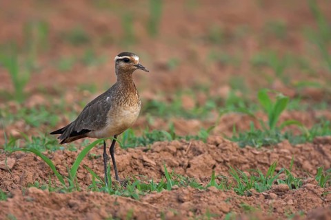 Sociable Lapwing (Vanellus gregarius), Oman, Asia