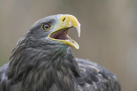 White-tailed Eagle (Haliaeetus albicilla) calling, Nord-Trondelag, Norway, Europe