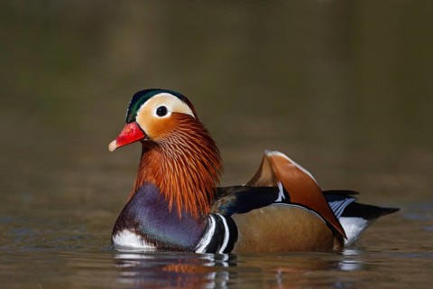 Mandarin Duck (Aix galericulata) male, Baden-Wuerttemberg, Germany, Europe