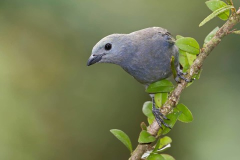 Palm Tanager (Thraupis palmarum), Costa Rica, Central America