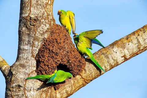 Peach-fronted conure (Aratinga aurea) Pantanal Brazil