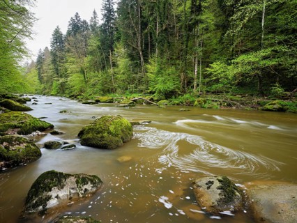 European beech trees shedding leaves, in the foreground moss-covered stones on the river Sihl,