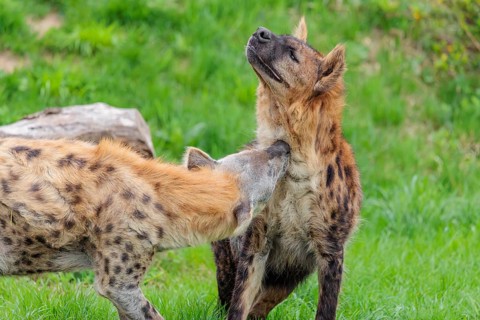 Two adult spotted hyenas (Crocuta crocuta), one male and one female, display courtship behavior