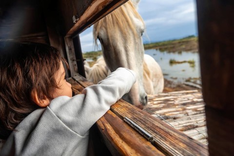 Young child reaching out to a white horse through a wooden window frame in s'albufera natural park,