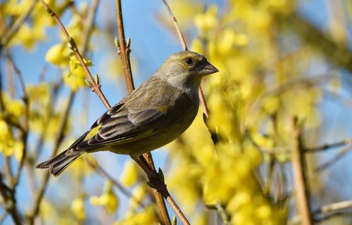 Greenfinch (Chloris chloris) perches in Forsythia, (Forsythia × intermedia)
