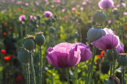 Poppy capsules and flowers of the blue poppy (Papaver somniferum) in the morning light, in a field