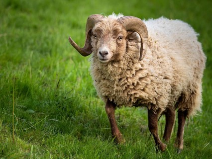Ram with horns, running across a meadow, Ouessant sheep (Breton dwarf sheep), Germany, Europe