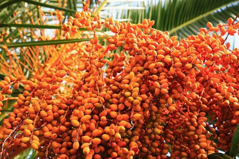 Date palm with fruit, True date palm, Phoenix dactylifera