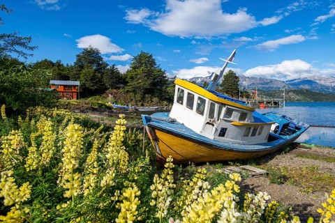 Colourful wooden fishing boat amidst yellow flowering lupines on the beach, Lago General Carrera,