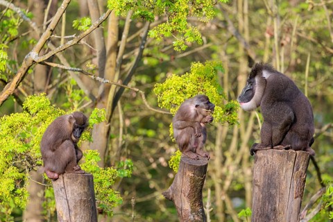 Three Drills (Mandrillus leucophaeus), a male and two females, sit high up on the three stumps of a